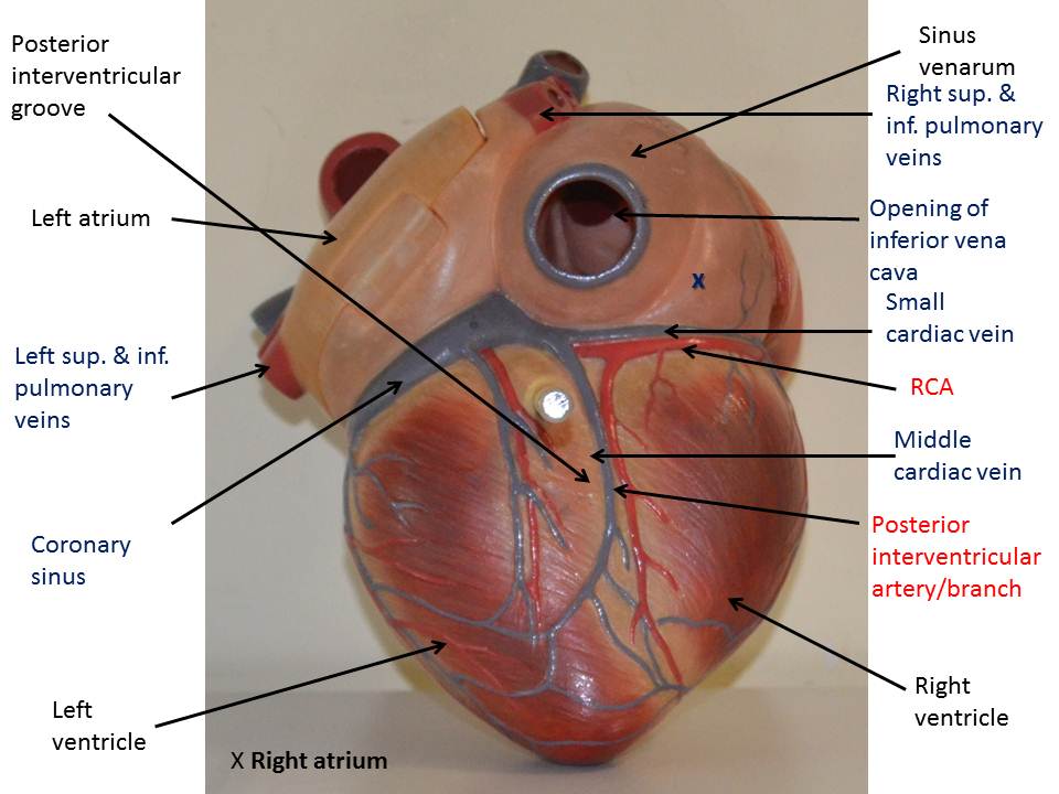 Cordis латынь. Facies sternocostalis анатомия. CORDIS анатомия строение. Бычий глаз сердце анатомия. Sulcus sternocostalis сердца.